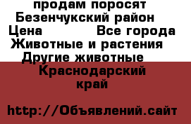 продам поросят .Безенчукский район  › Цена ­ 2 500 - Все города Животные и растения » Другие животные   . Краснодарский край